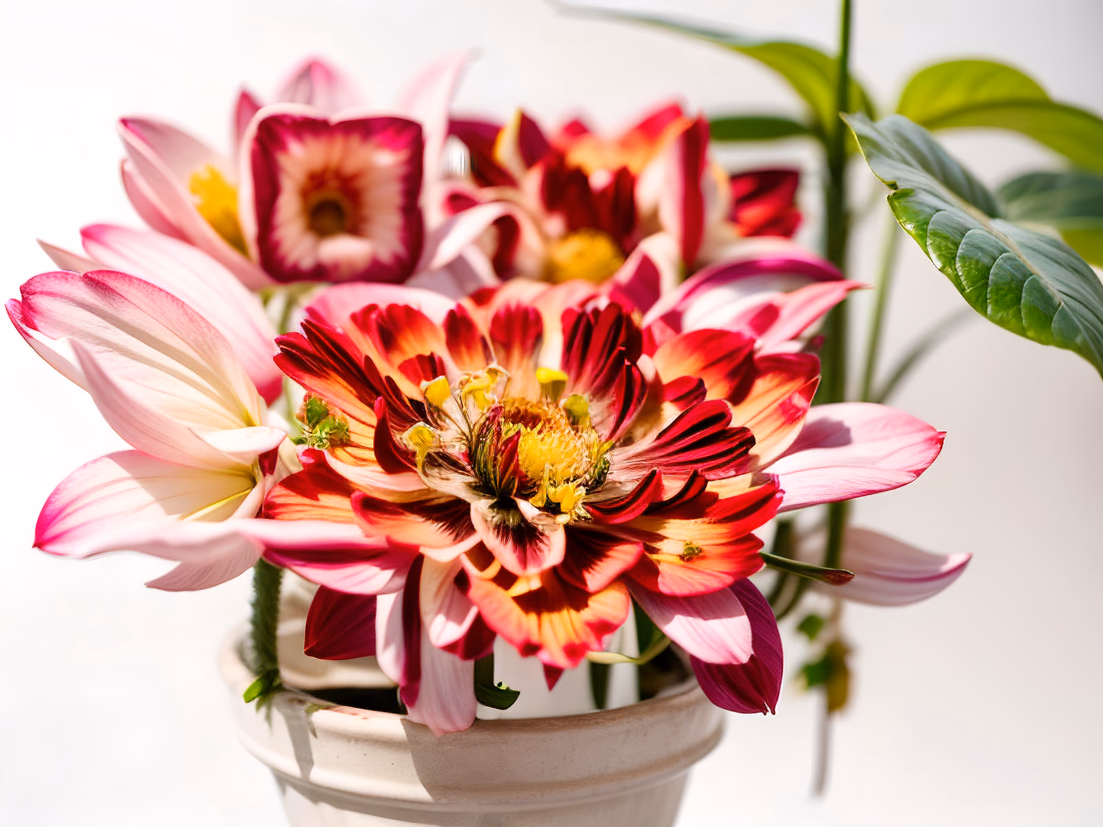 Cosmos Flowers in Pot Photo QR Code Art — image 1
