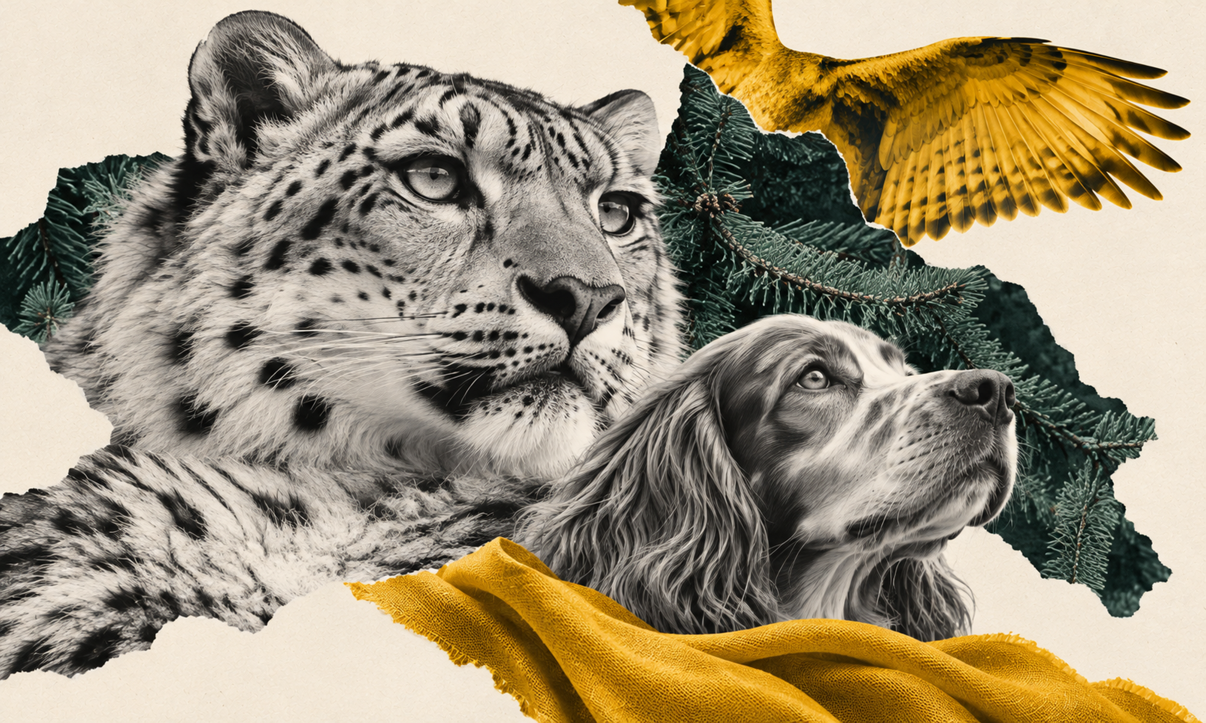 Pets & Wild